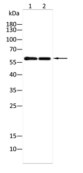 RAG2 Antibody