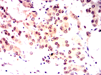 PAX8 Antibody