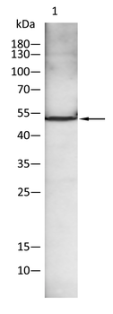 PAX8 Antibody