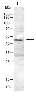 FOXD3 Antibody