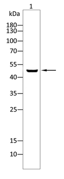 FOXD3 Antibody