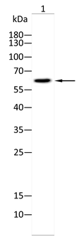 PSIP1 Antibody