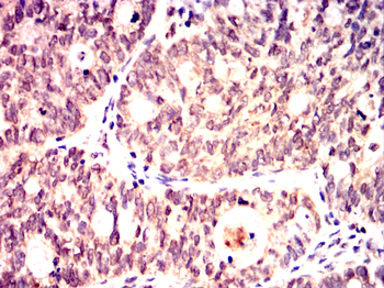 MSX1 Antibody