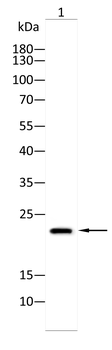 BID Antibody