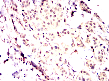 HSP90AB1 Antibody