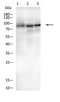 HSP90AB1 Antibody