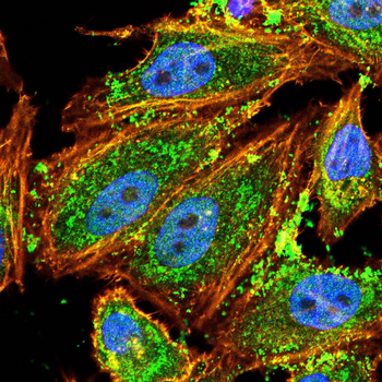 CRKL Antibody