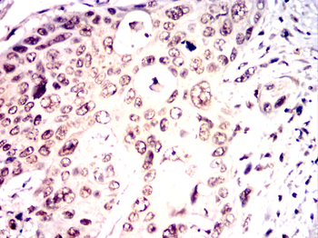 CRKL Antibody