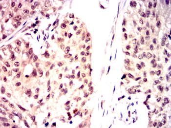CRKL Antibody