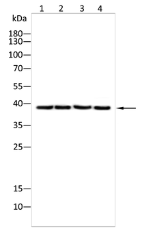 BLNK Antibody