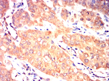 CST3 Antibody