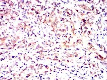 ENO1 Antibody