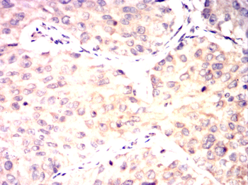 ENO1 Antibody