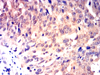 XRCC5 Antibody