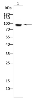 LDLR Antibody