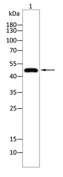 SGK1 Antibody