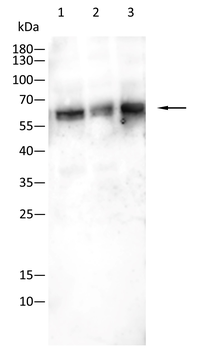 CD206 Rabbit Polyclonal Antibody