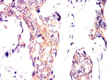 DYNLL1 Antibody