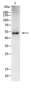 CHEK1 Antibody