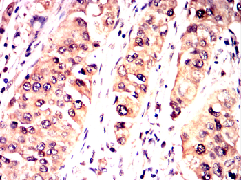 EIF4E Antibody