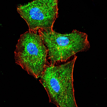 CCL3 Antibody