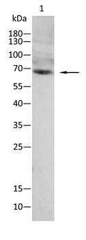SYN1 Antibody
