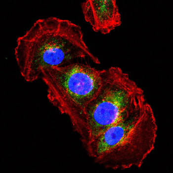 IRF7 Antibody