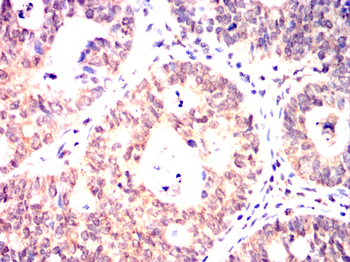 IRF7 Antibody