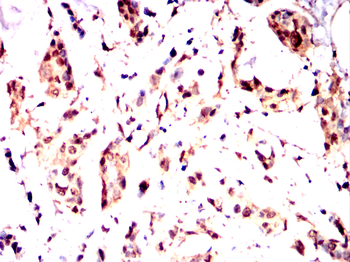 IRF7 Antibody