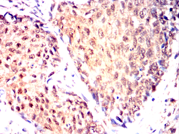 IRF7 Antibody