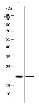 SKP1 Antibody