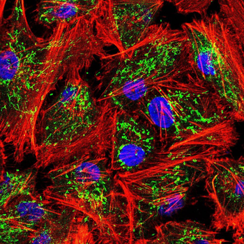 TNFRSF8 Antibody