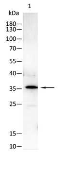 RPA2 Antibody