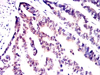 LXN Antibody
