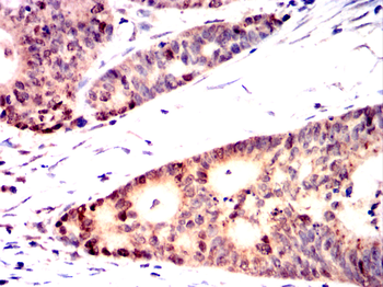 MCM2 Antibody