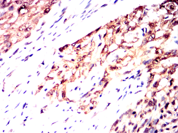 NQO1 Antibody