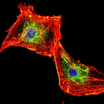 BMI1 Antibody