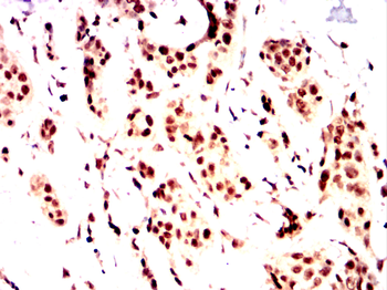 BMI1 Antibody