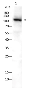 PKN2 Antibody