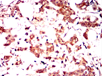MSN Antibody