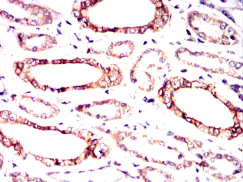 MSN Antibody