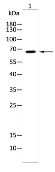 MSN Antibody