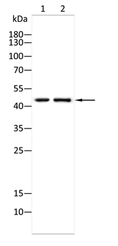 MAPK8 Antibody