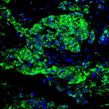 MAPK8 Antibody