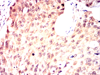 MAPK8 Antibody