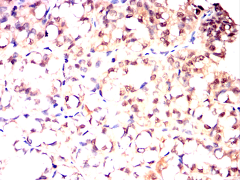 MAPK8 Antibody