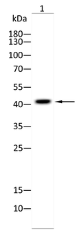 PPM1A Antibody