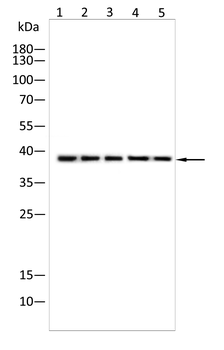 ANXA1 Antibody