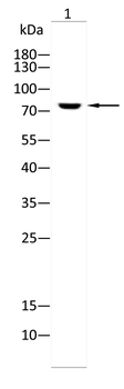 FOXP1 Antibody