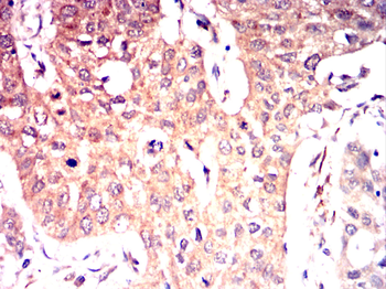 CD55 Antibody